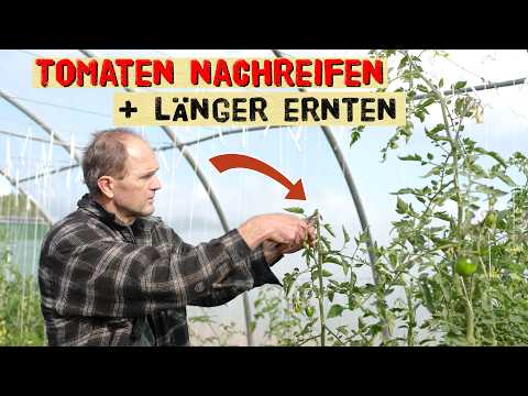 So werden deine Tomaten jetzt noch reif! Tomaten schützen und nachreifen lassen - Profi Tipps