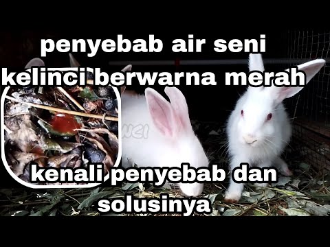 , title : 'penyebab air seni kelinci berwarna merah'