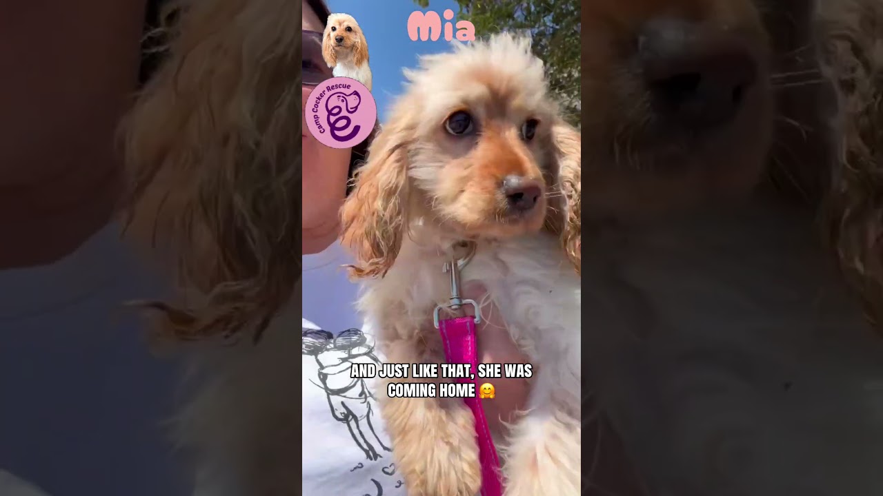 Mia, a Adoptable mixed breed in Sherman Oaks, CA video 2/2