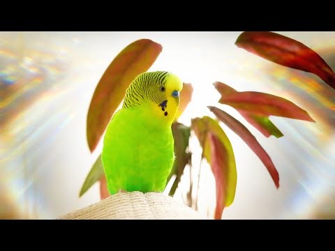 Budgie singing for 1 Hour Happy song!