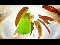 Budgie singing for 1 Hour Happy song!