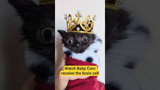 Baby Corn received the brain cell! A great day! #babycorncat #kitten