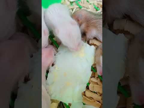 Hamster Babies First time Eating Egg White