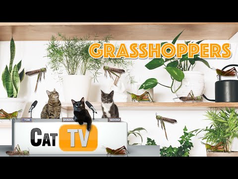 Katzenfernsehen | 🦗 Heuschrecken auf freiem Fuß! 🦗 | 6 Stunden hüpfende Käfer für Ihre Katzen