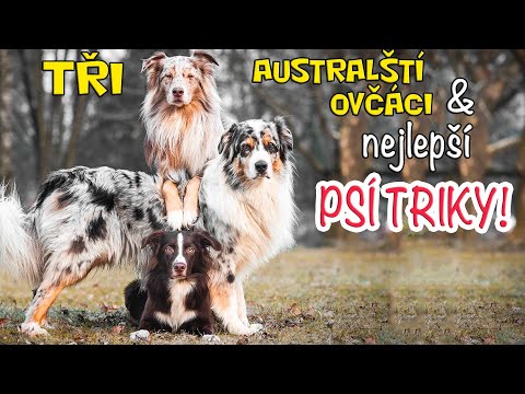 Nejlepší PSÍ TRIKY předvádí TŘI AUSTRALŠTÍ OVČÁCI 😍!