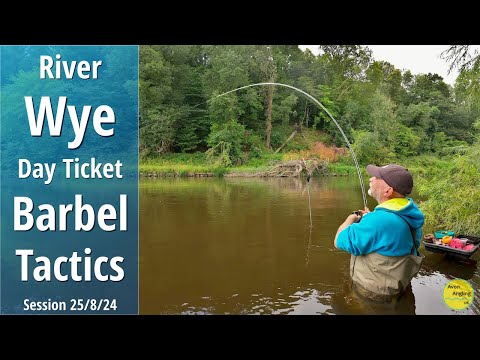Barbel Fishing - Big Day Ticket Barbel Tactics & Approach On The River Wye  - 25/8/24 (Video 514)