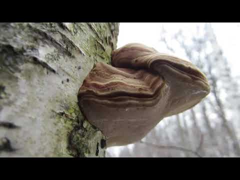 Erster Waldspaziergang 2021 im Schönbuch am 04.01.2021 - First  walk in 2021 in Schönbuch-Forest