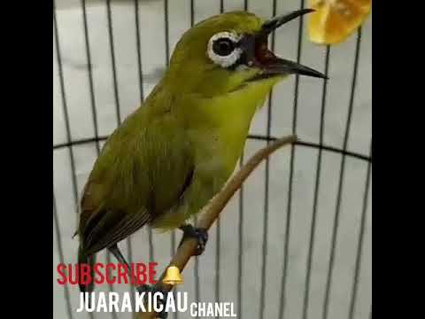 download lagu mp3 mp4 Masteran Pleci Ngalas Mantenan Panjang, download lagu Masteran Pleci Ngalas Mantenan Panjang gratis, unduh video klip Masteran Pleci Ngalas Mantenan Panjang