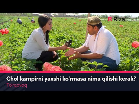 To'rqovoq - Chol kampirni yaxshi ko'rmasa nima qilishi kerak ? (hajviy ko'rsatuv)