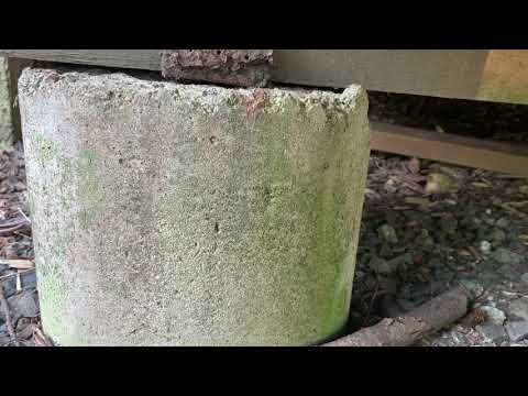 Massive Exterior Ant Infestation in Princeton, NJ