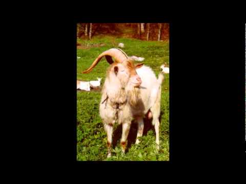 Jaromír Nohavica - Kozel