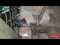 Rescue Cobra Venomous Snake In India At Sentoza Green Lend Sp Ring Road Ahmedabad