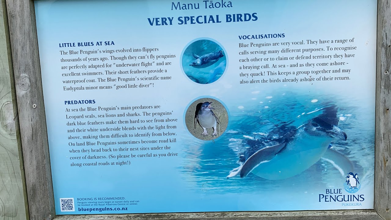 Don't miss out on this amazing experience of Blue Penguin viewing, Dunedin