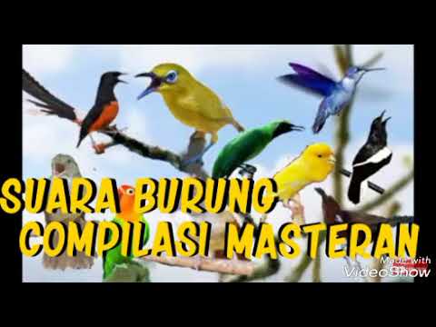 download lagu mp3 mp4 Suara Elang Untuk Masteran Om Kicau, download lagu Suara Elang Untuk Masteran Om Kicau gratis, unduh video klip Suara Elang Untuk Masteran Om Kicau