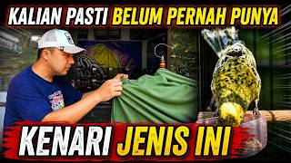 Download lagu DEFINITELY RARE‼️UNIQUE CANARY BREED SELDOM FOUND ON THE MARKET mp3