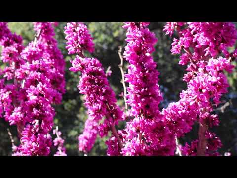 MVI 9356  The Huntington 3-13-2019(13 มีนา 2019)7