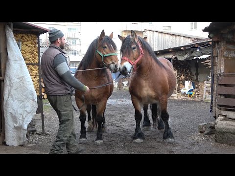 Caii lui Csabi de la Floresti, Cluj - 2023 Nou!!!