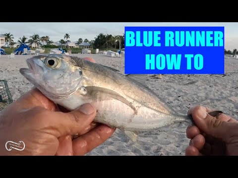 Watch Fishing Surf for Blue Runner Tips