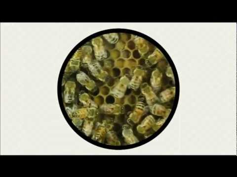 The Stumblers Inn - Honey Bee