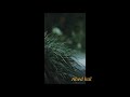 Jab Me Barish Ban Jau Status 3D Status Jab Me Barish Ban Jau Ringtone Use Better Feeling