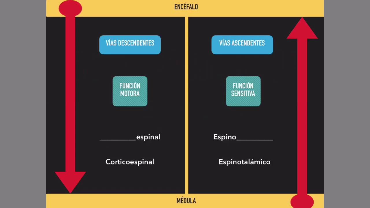 Médula espinal: Vías ascendentes y descendentes