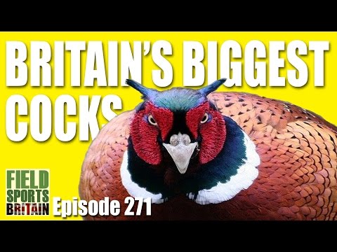 Fieldsports Britain – Britain’s Biggest Cocks