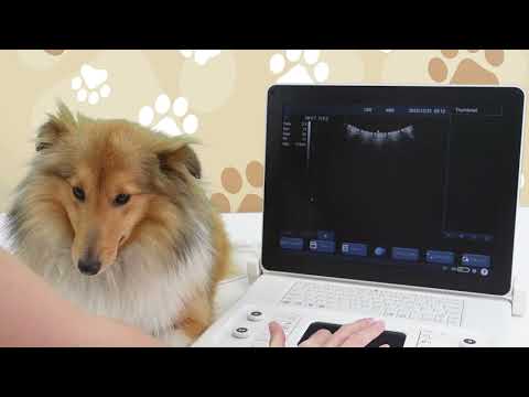 Gestation Dogs Calculator