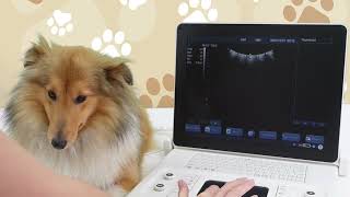 Setting up your ScanPad to perform canine gestational age calculations