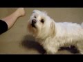 Maltese Puppy Dog Singing Barking Along To Happy Birthday