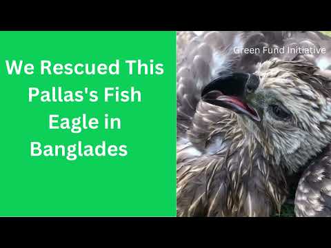 Protect Endangered Eagles in Bangladesh