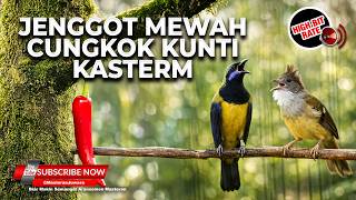 Download lagu 🔴 Live Masteran Cucak Jenggot Mewah Speed Rapet vs Cucak Cungkok Super Gacor Kunti Kastem mp3