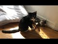 Tuxedo Tabby Cats Play Fighting