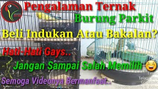Download lagu Cerita Pengalaman; Ternak Parkit; Pemula mp3