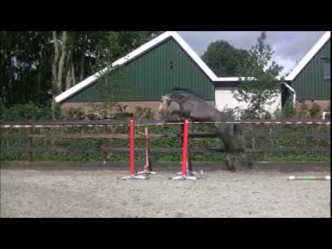 **SOLD TO BELGIUM** 3yo Corland x Acobat II Colt ~ Loose-jumping