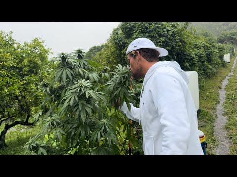 My Life (Episode 1) - INSIDE REUNION ISLAND WEED PLANTATION ! 