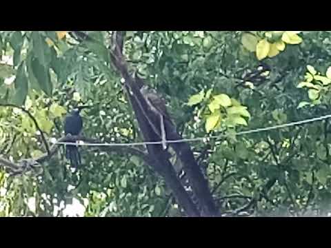 Birds on rainy day🌧️ - Koel cuckoo bird 🐦‍⬛