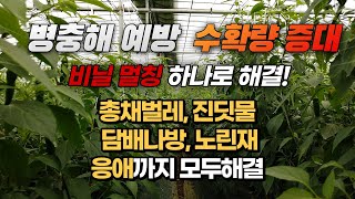 고추 병충해 예방법 진딧물약 총채벌레 응애 담배나방 개미 모두싹 퇴치