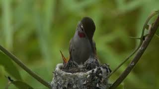 Melhor vdeo de Beija-Flor alimentando filhotes por 22 dias MP4