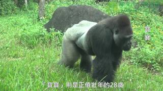 preview picture of video '圓仔與金剛猩猩 Yuan-Zai and Gorilla'