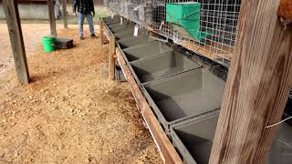 How to Transform Your Backyard Rabbits into an Epic Manure Factory!