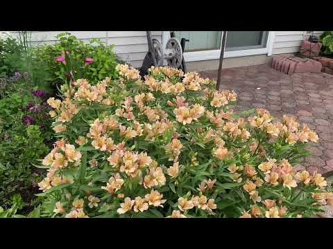 Inca Ice Alstroemeria