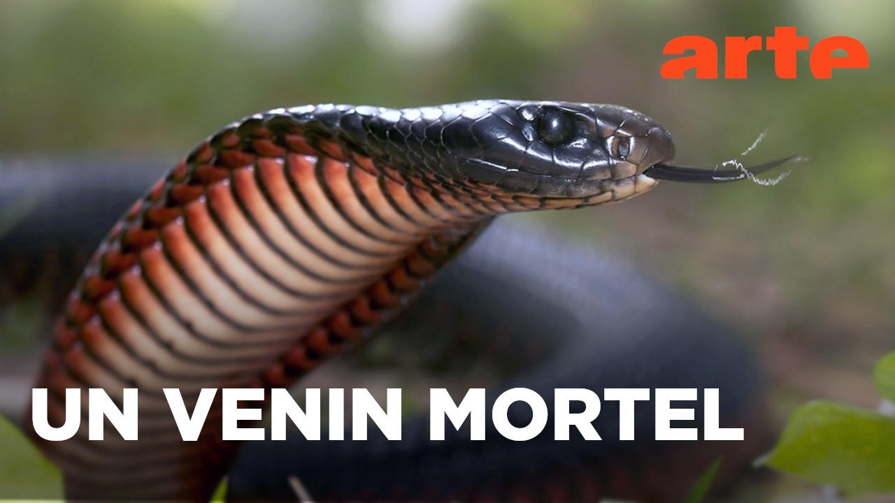 La mort au bout des crocs | Serpents venimeux d’Australie | ARTE