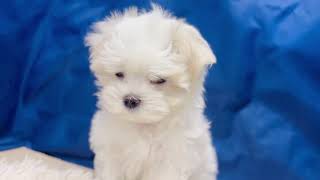 マルチーズの動画01