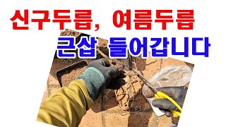 신구두릅, 여름두릅 근삽 들어갑니다 (두릅 삽목, 두릅 근삽, 두릅 뿌리삽목, 두릅 품종, 두릅 신품종, 두…