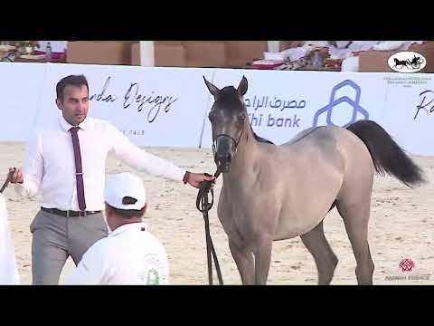 N 44 FELWA AL IBDAA   The Arabian Horse Show for local Breeders 2022   Filly Foals Class 12C