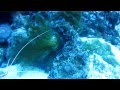 Морской заяц жрет водоросли 