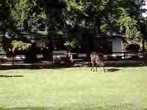 Deminho saltitante no piquete