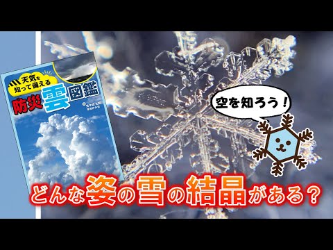 Liquidambar styracifluaについて詳しく解説