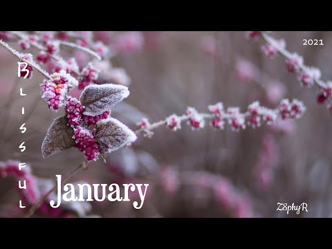 Z8phyR | Blissful January | Album Mix