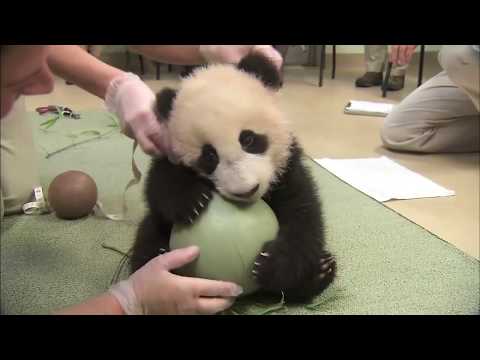 Panda cub playing with a ball (Spoiler alert - Cuteness loaded)